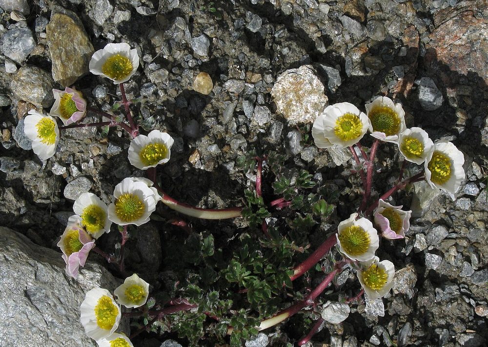 Il ranuncolo glaciale