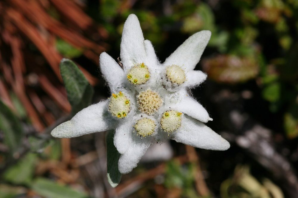 La stella alpina